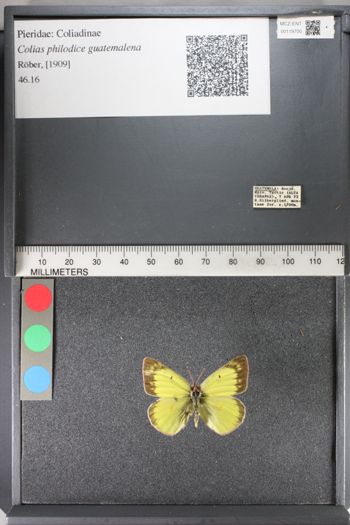 Media type: image;   Entomology 119700